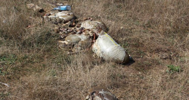 Nakon Bajrama, u vodozaštitne zone u Sokolović koloniji odlagali iznutrice i rogove nakon klanja kurbana