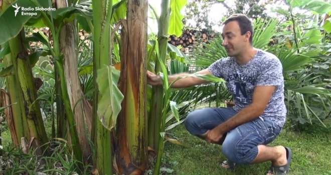 Banane, palme, smokve, masline... sve raste kraj Maglaja! Ako ne vjerujete, pogledajte čudesnu priču iz Liješnice...  