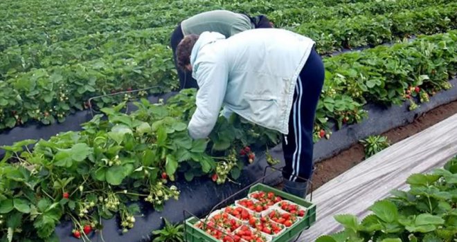 Šta se krije iza sezonskih poslova u inostranstvu: Poslodavac ih držao kao u logoru, oduzeo im dokumente, više gladni nego siti...