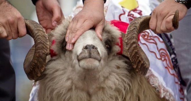 Pred Bajram prodaju i zaraženu stoku: Inspektori na nogama, jesu li kurbani zaraženi brucelozom!?