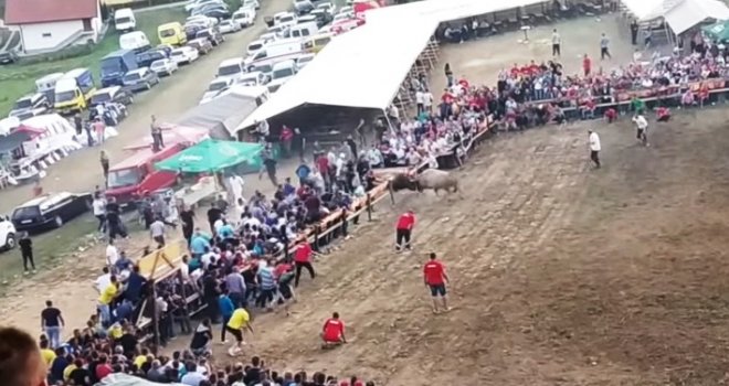 Bikovi probili ogradu, uletjeli pod šator: Medonja bacio Jelenka na stolove... Neviđena borba u Visokom!