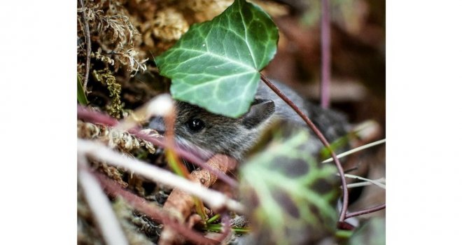 U Sloveniji epidemija mišije groznice: Broj zabilježenih slučajeva u velikom porastu