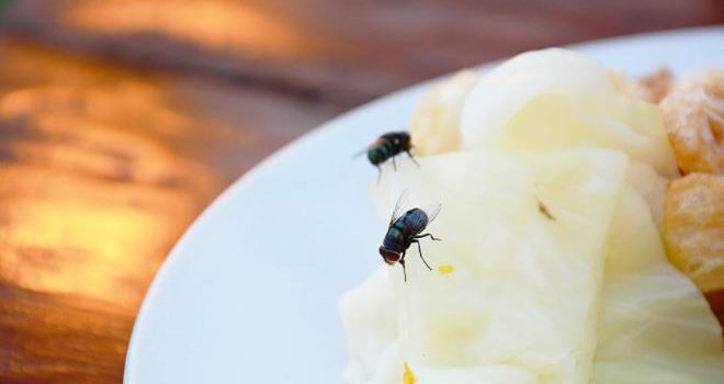 Dosadne muhe lete po prostoriji? Otjerajte ih ovim trikovima