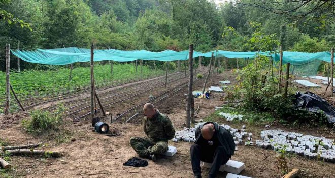 Najveća akcija GPBiH: Otkriven kamp za proizvodnju droge, pogledajte kako izgleda