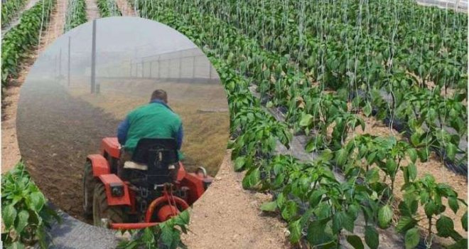 Priča iz zatvora u Mostaru: Zatvorenici uzgajaju voće i povrće, tu su i koke nosilje, kiselog kupusa bude do aprila