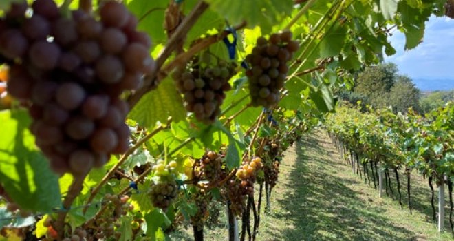 Dalmatinci podigli vinograd u Bosni, zadovoljno tvrde: Ovaj dio BiH savršen je za bijela vina