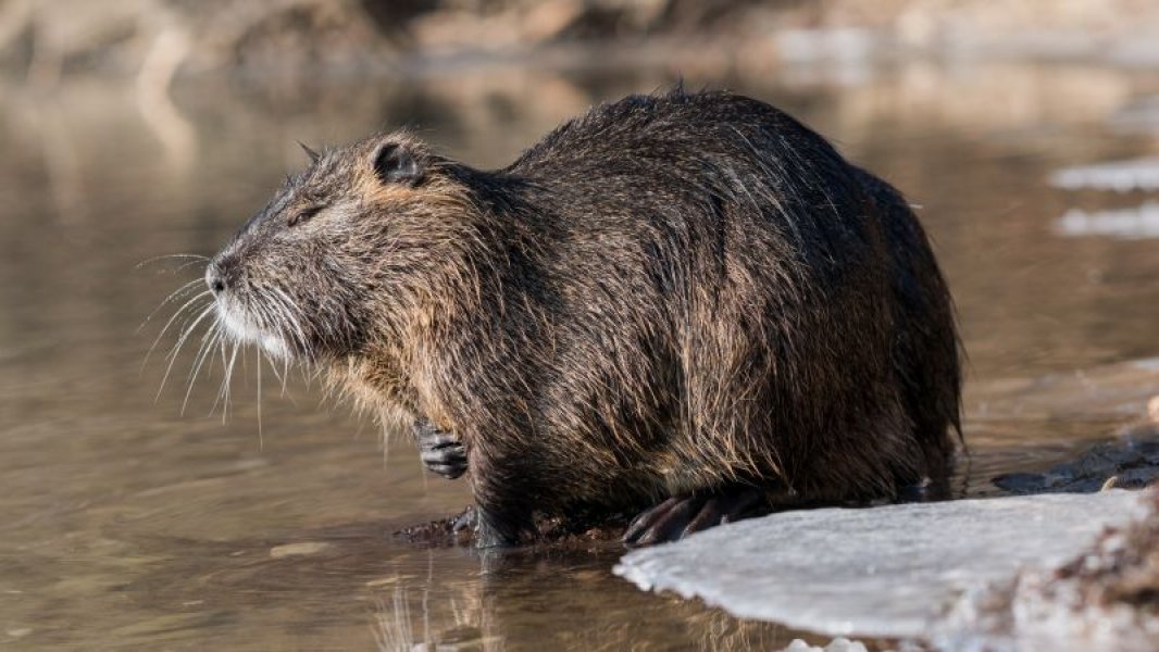 nutria