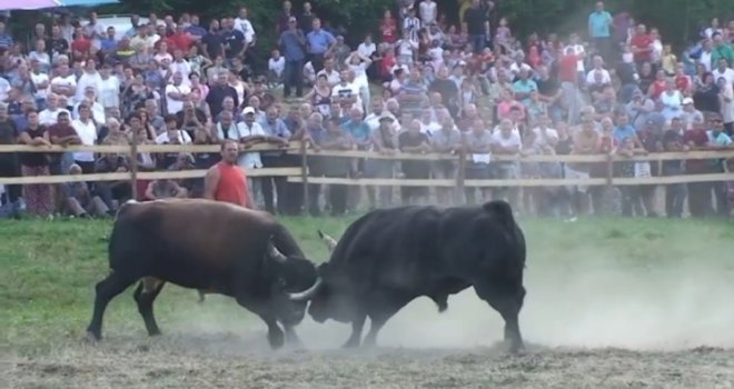 Velika korida u Olovskim Lukama, janjetina samo 50 KM: Stižu Svilota, Ringič, Medonja, Ringo, Valter, Garonja, Tajson...