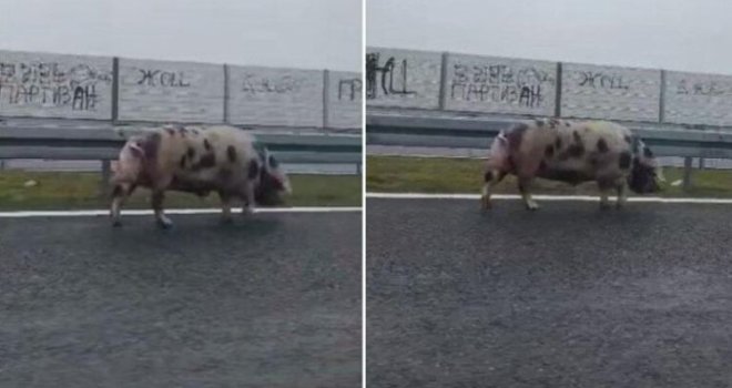 Vozači oprez! Svinja u šetnji autoputem Banjaluka-Gradiška!